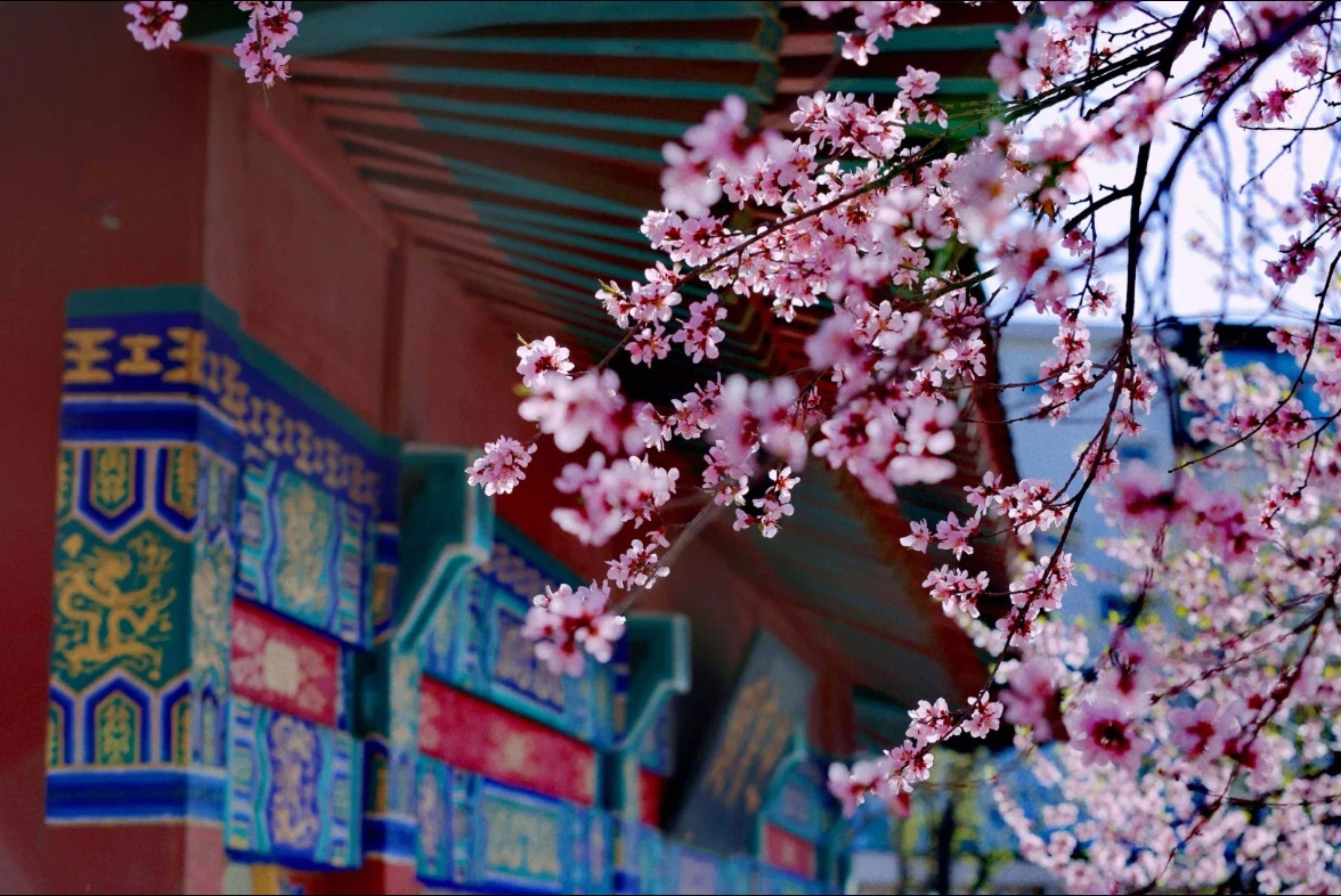 津南区院 郗立萍摄影作品《春浅桃花开》